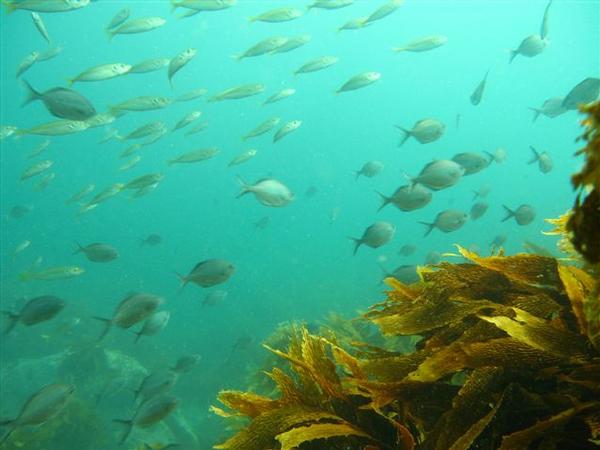 TMR kelp forest and fish school 